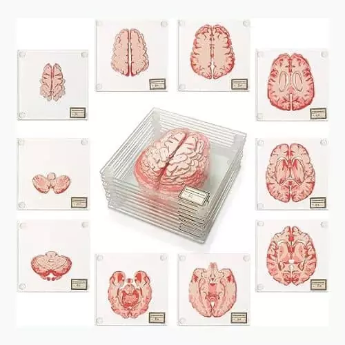 Brain Coasters