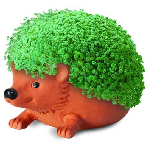 Chia Pet